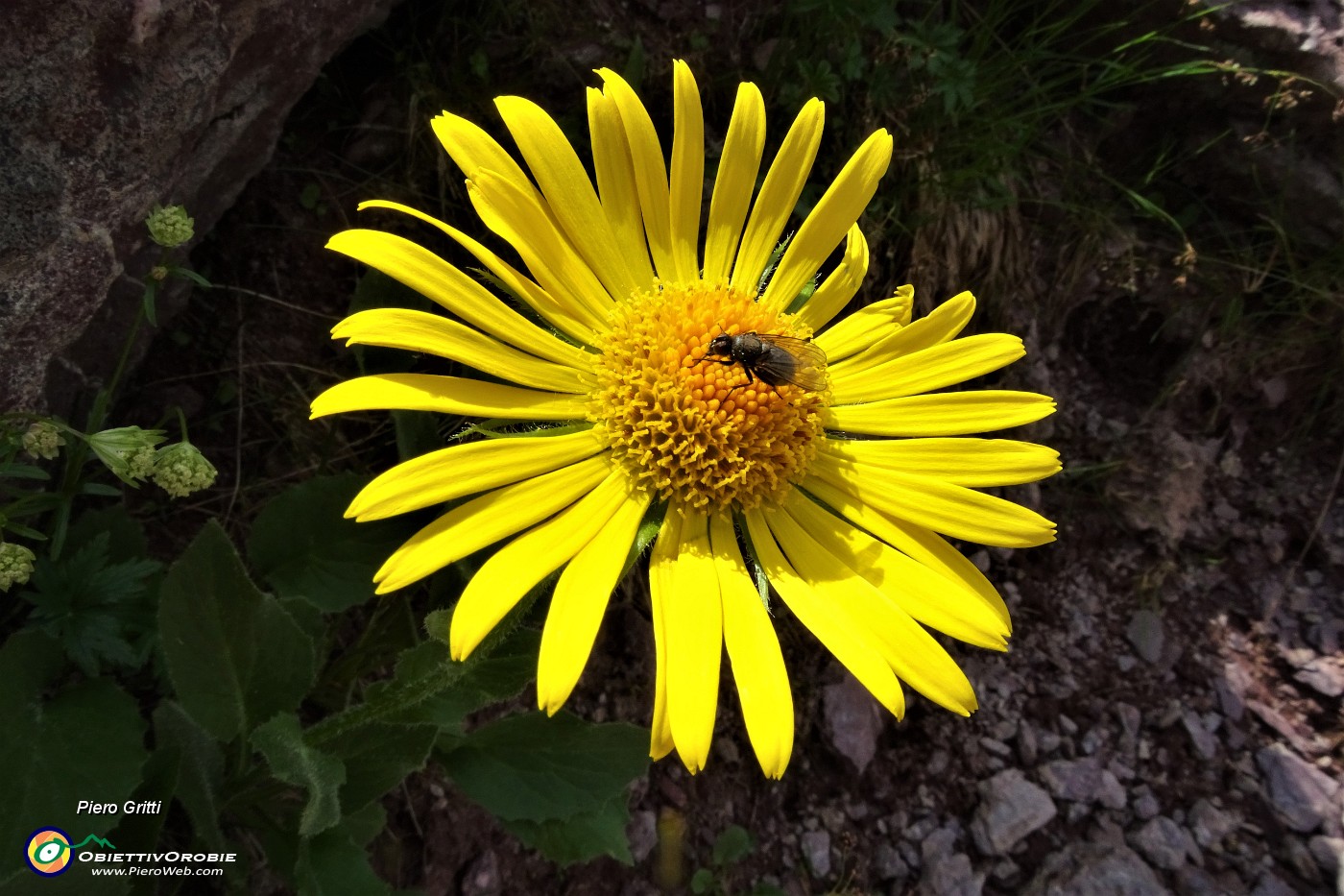 62 Doronico del granito (Doronicum clusii) con ospite.JPG